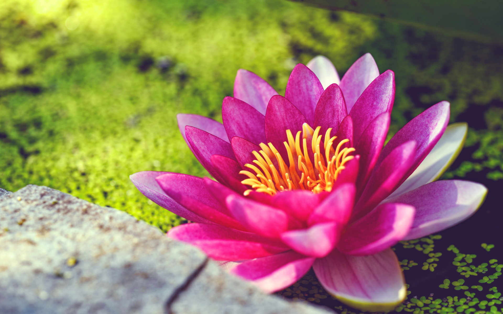 Water Lily Flower Images Hd , HD Wallpaper & Backgrounds