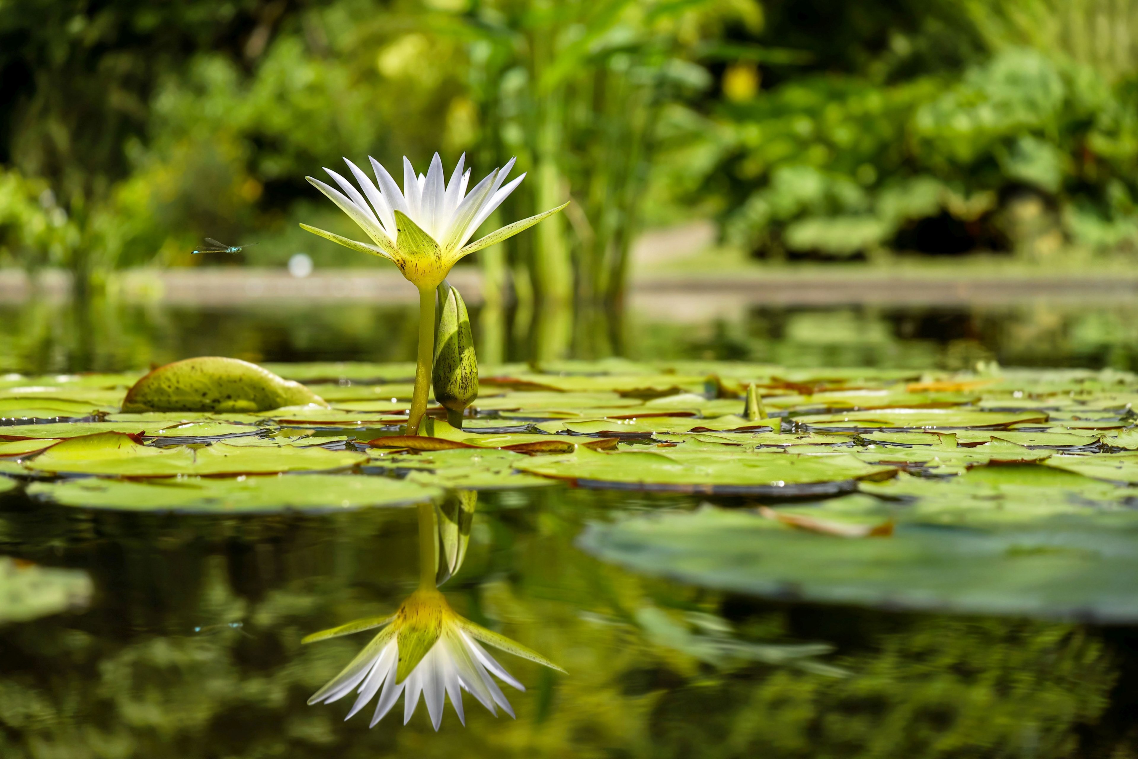 Water Lily , HD Wallpaper & Backgrounds