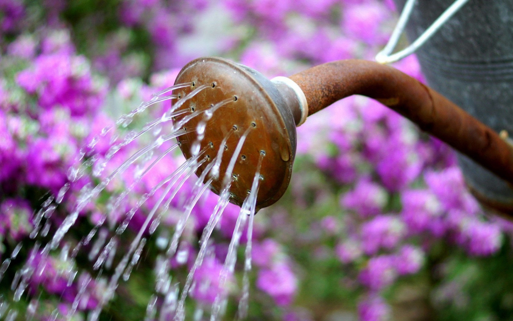 Watering Flowers , HD Wallpaper & Backgrounds