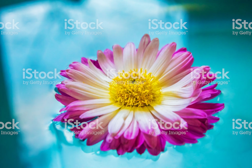 Purple Flowers In Blue Azure Water, Nature Background, - Barberton Daisy , HD Wallpaper & Backgrounds