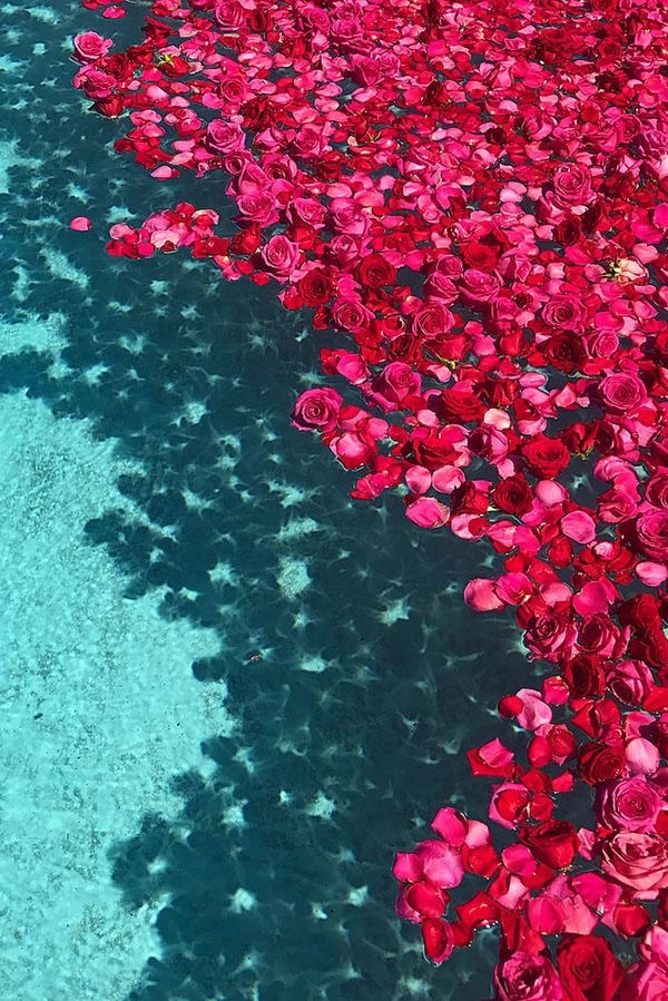 Water, Flowers, And Wallpaper Image - Roses On Water , HD Wallpaper & Backgrounds