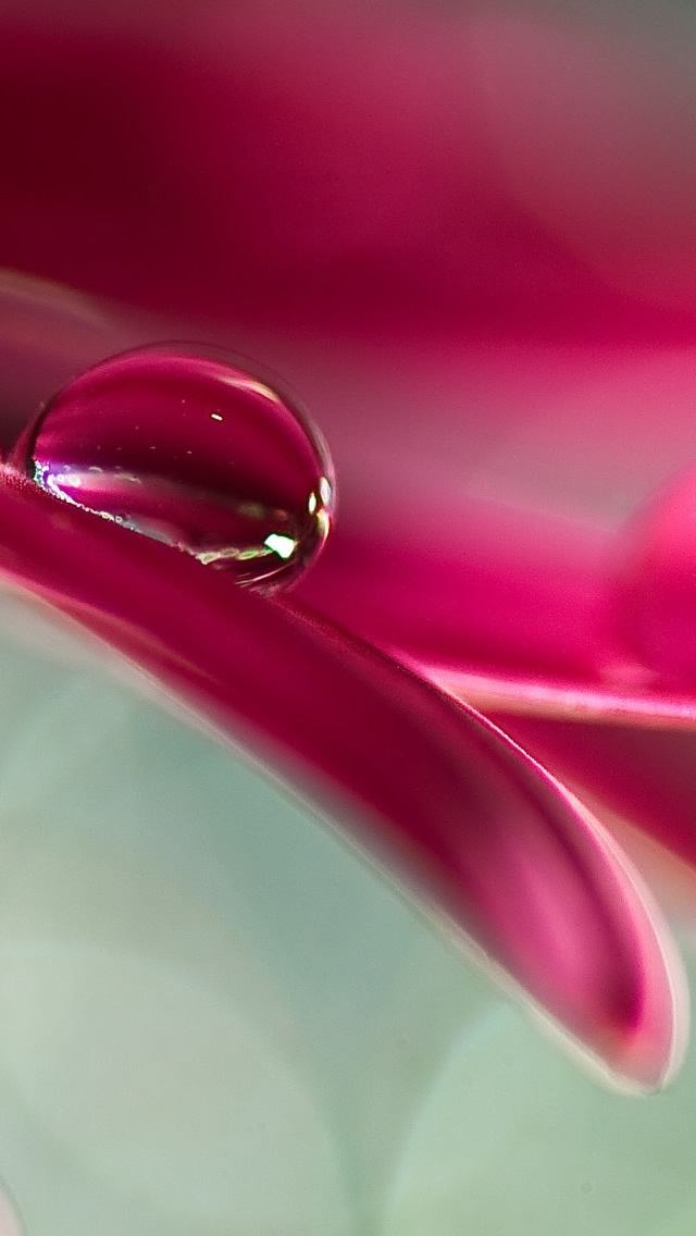 Water Drop On Pink Petal Wallpaper - Water Drop Wallpaper Download , HD Wallpaper & Backgrounds
