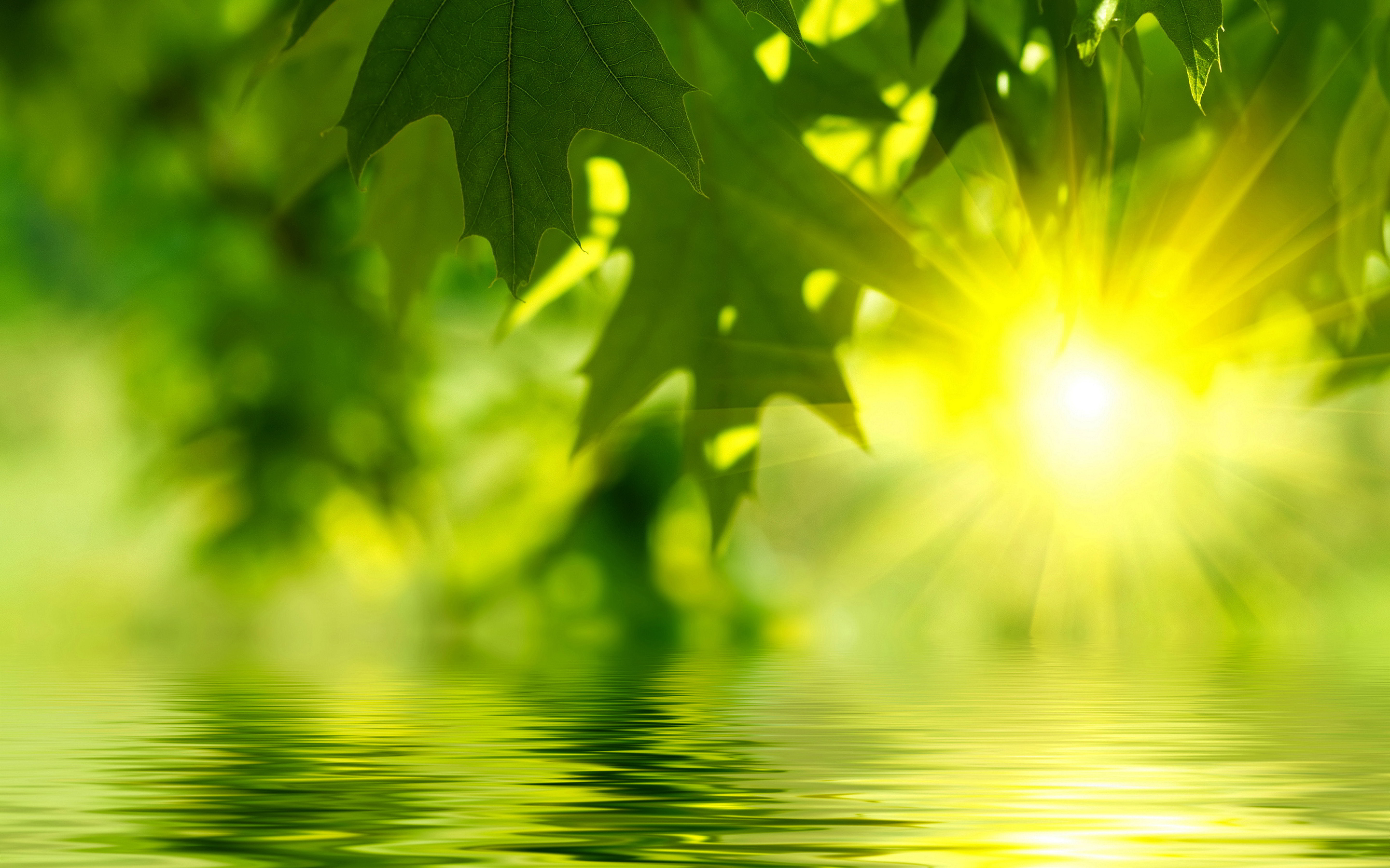 Green Leaves On Water , HD Wallpaper & Backgrounds