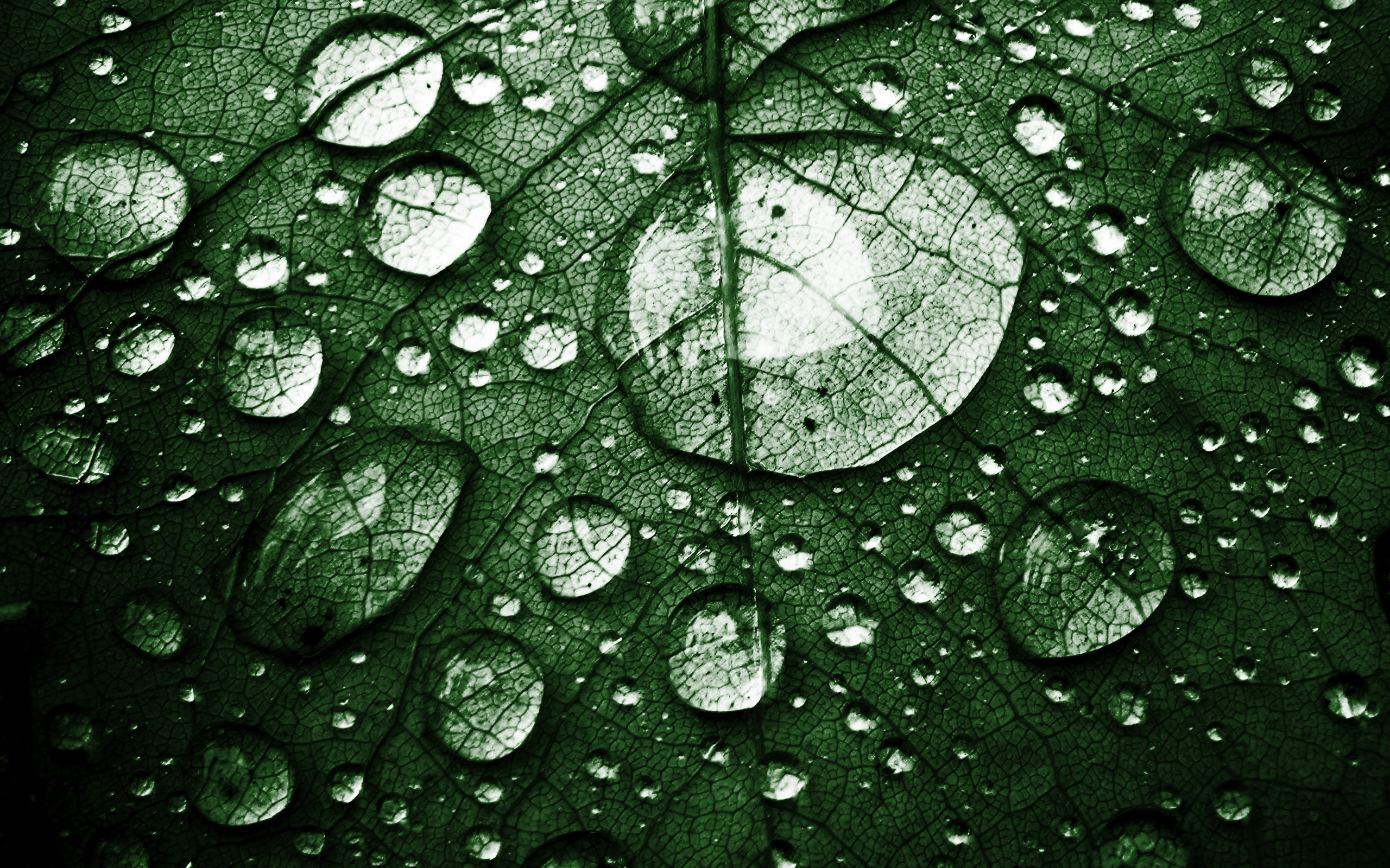 Green Leaf Texture, Green Leaf With Water Drops, Eco - Beautiful Water Hd , HD Wallpaper & Backgrounds