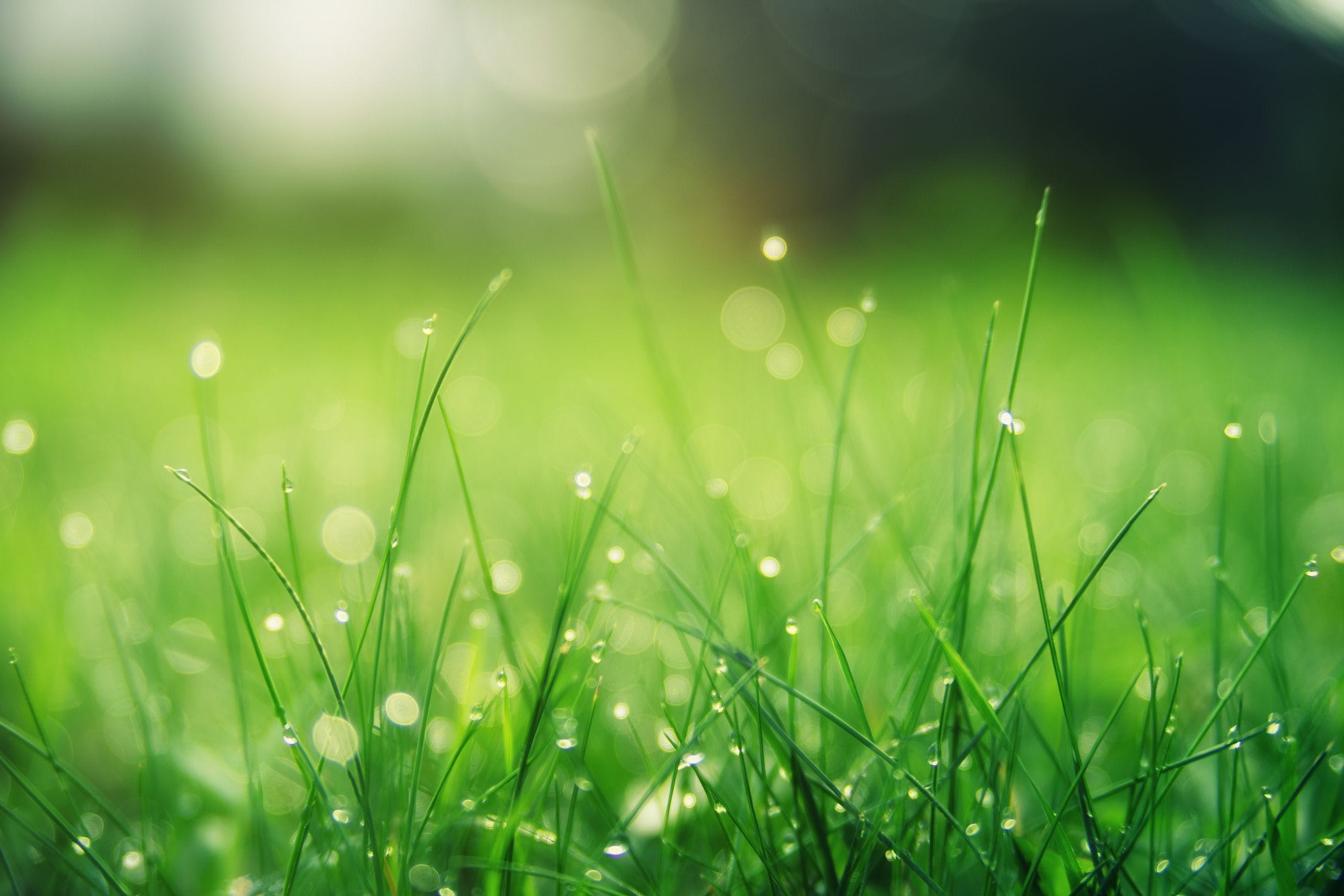 Hd Blurred Grass Wallpaper 9311 Wallpapers - Green Grass , HD Wallpaper & Backgrounds