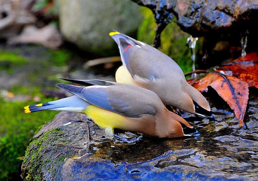 Cedar Waxwings Drink Water - Birds Drinking Water Hd , HD Wallpaper & Backgrounds