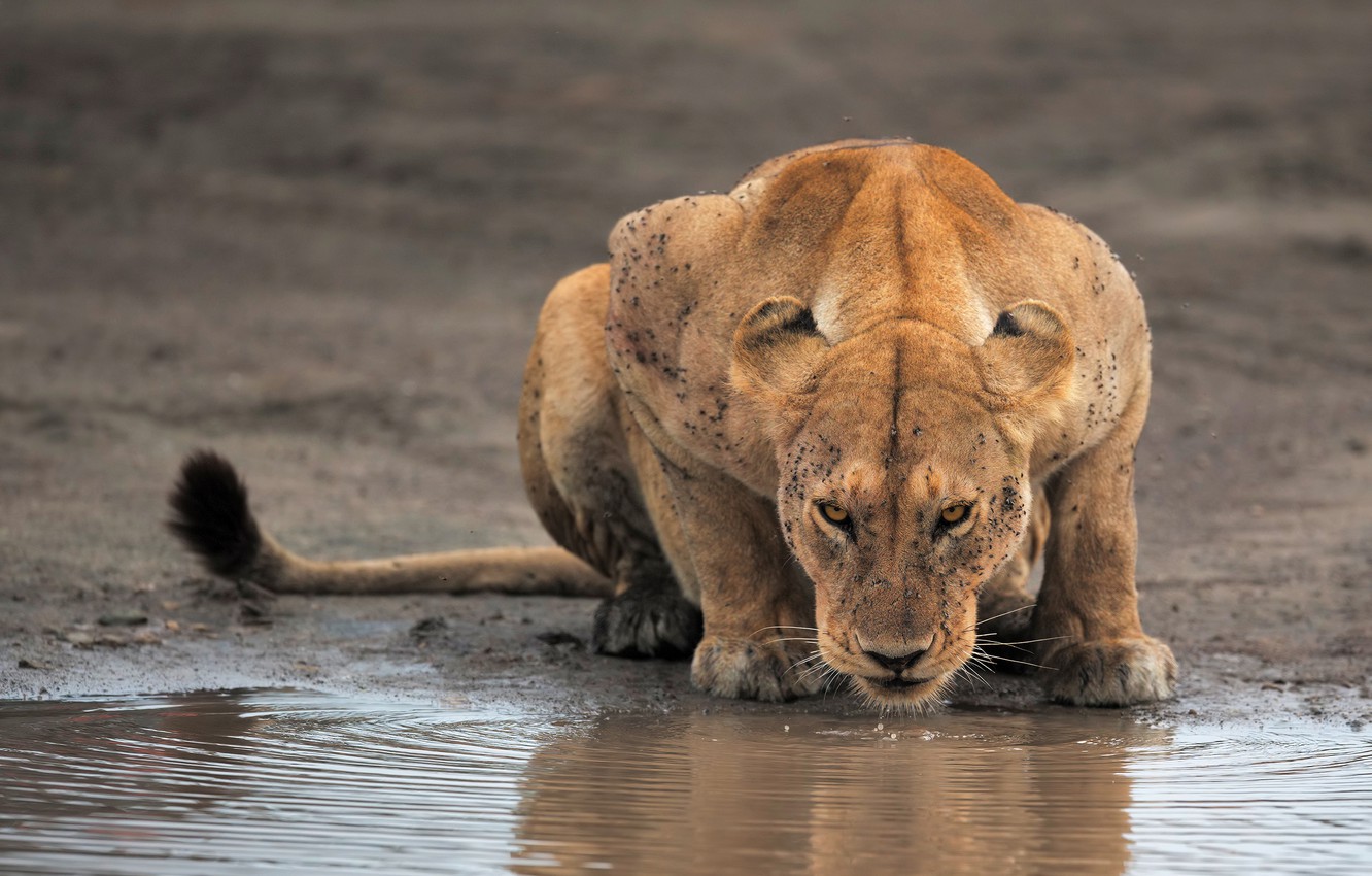 Photo Wallpaper Pose, Thirst, Shore, Lioness, Drink, - Lioness Drinking Water , HD Wallpaper & Backgrounds