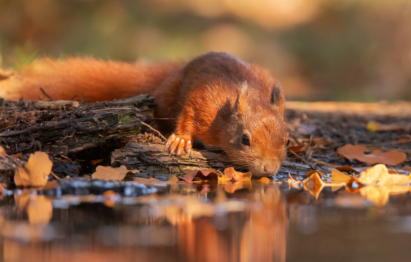 Photo Wallpaper Leaves, Water, Light, Pose, Reflection, - Fox Squirrel , HD Wallpaper & Backgrounds