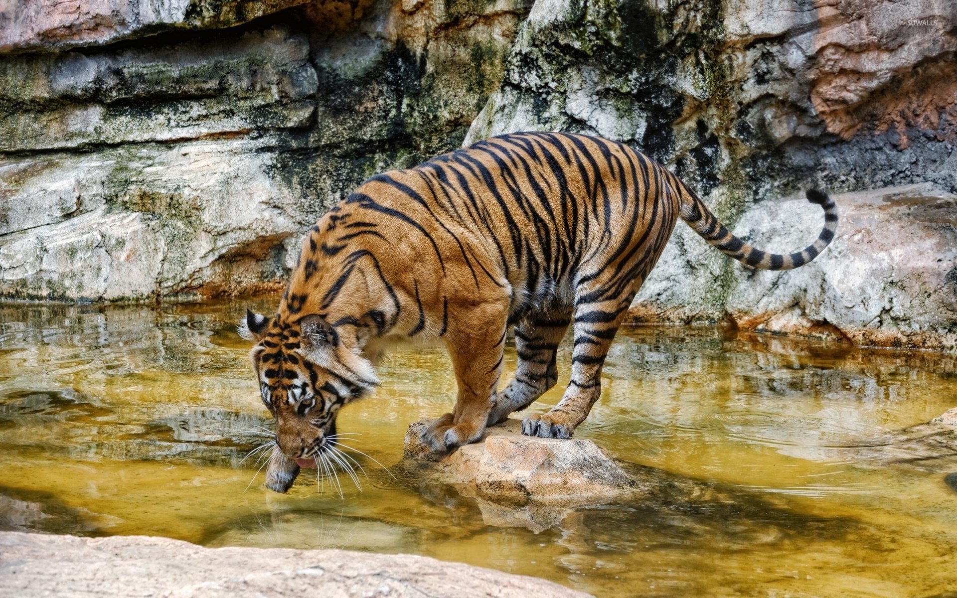 Tiger Drinking Water Waapaper , HD Wallpaper & Backgrounds