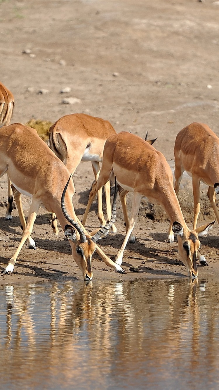 Iphone Wallpaper Some Antelopes Drink Water - Antelope Impala Wallpaper For Phone , HD Wallpaper & Backgrounds