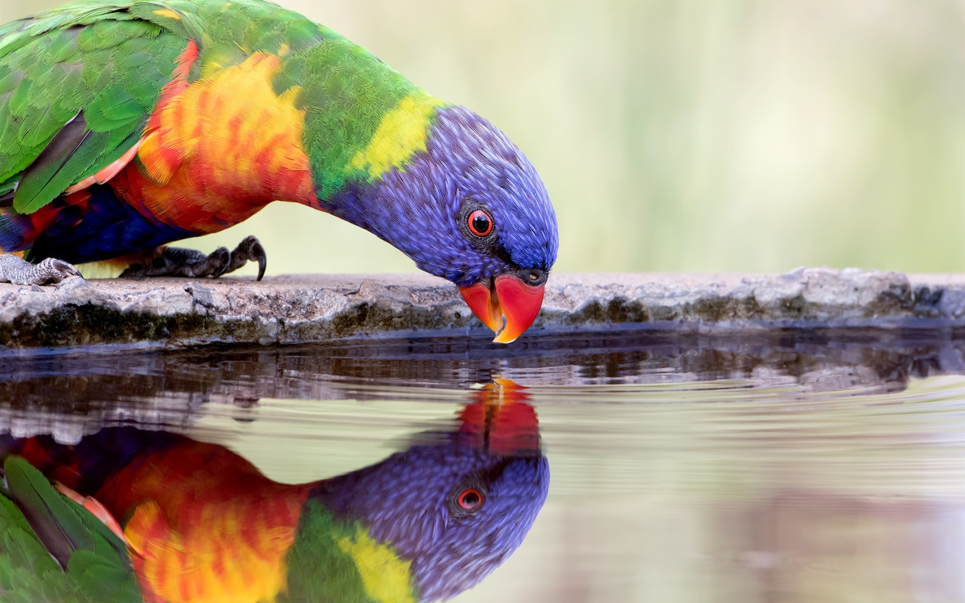 Wallpaper Parrot Drink Water, Thirst, Colorful Feathers - Rainbow Lorikeets Near Water , HD Wallpaper & Backgrounds