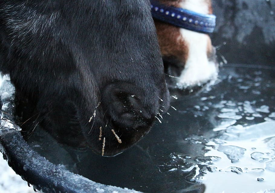 Horse, Foot, Drink, Water, Winter, Ice, Soak, Tasthaare, - Horse Drink Like A Dog , HD Wallpaper & Backgrounds