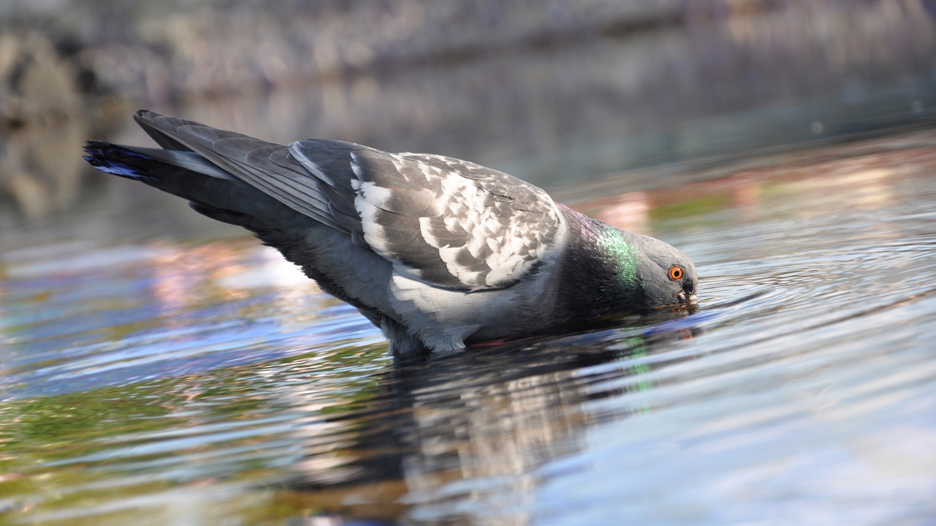 Pigeon Wallpaper - Birds Drink Water Png , HD Wallpaper & Backgrounds