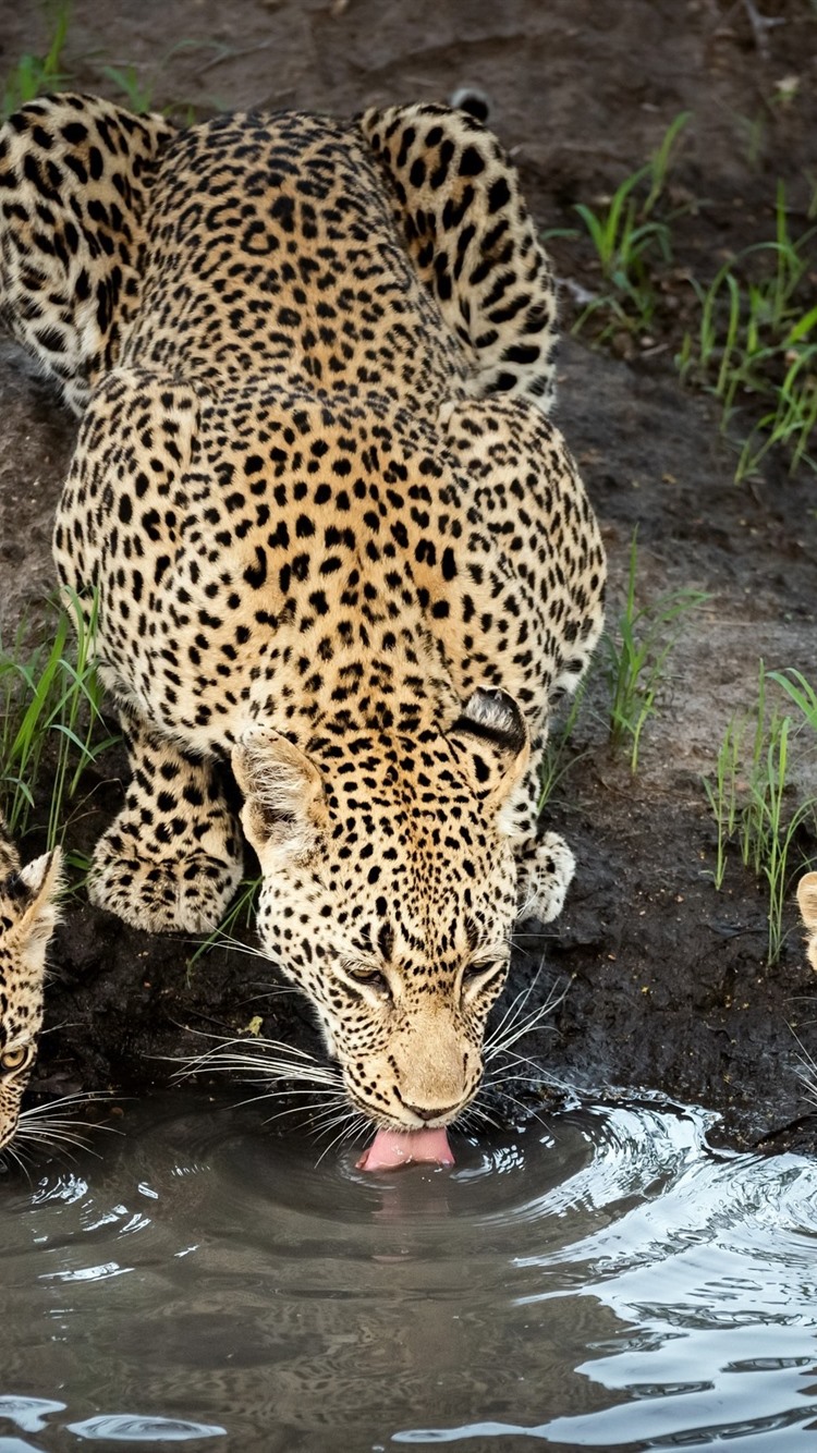 Iphone Wallpaper Three Cheetahs Drink Water - 3 Leopard Drinking Water , HD Wallpaper & Backgrounds