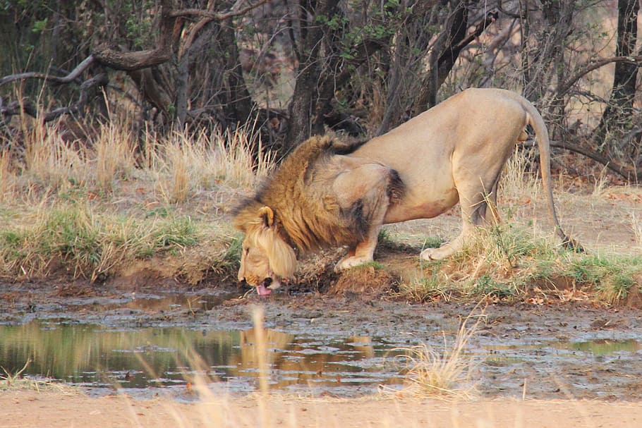 Lion Drinking Water, Thirsty, River, Sunrise, Exciting, - Kruger National Park Near Nelspruit , HD Wallpaper & Backgrounds