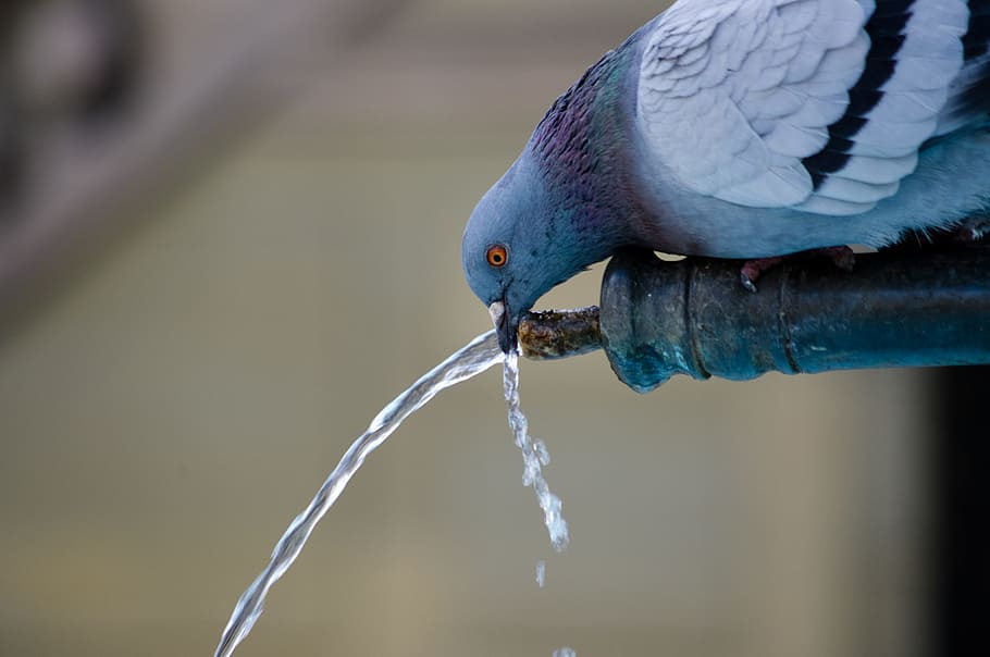 Pigeon Drinking On Water Pipe, Animal, Bird, Dove, - Birds Drinking Water Hd , HD Wallpaper & Backgrounds