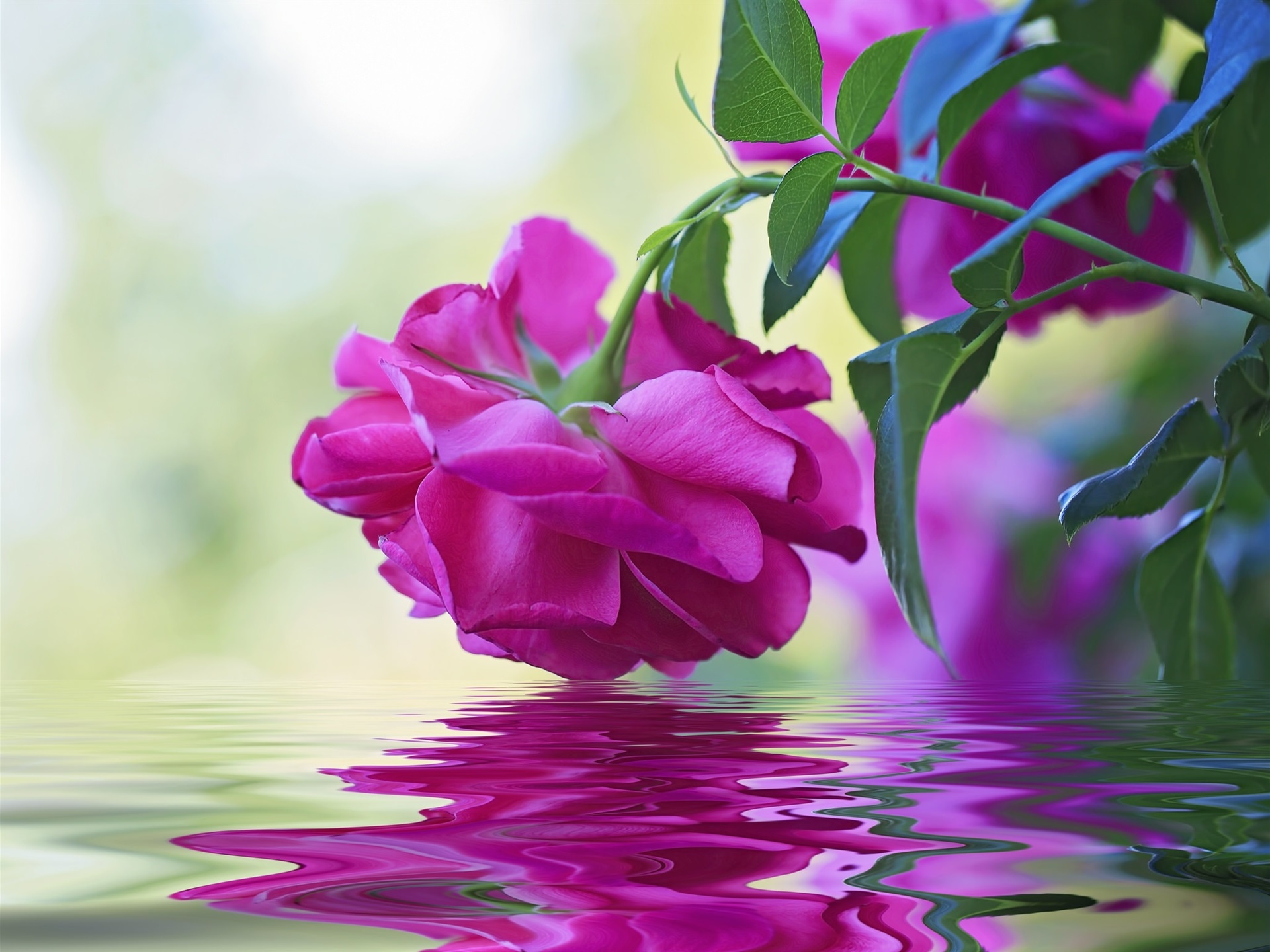Wallpaper Pink Rose, Water, Waves - Beautiful Flower Pic Download , HD Wallpaper & Backgrounds