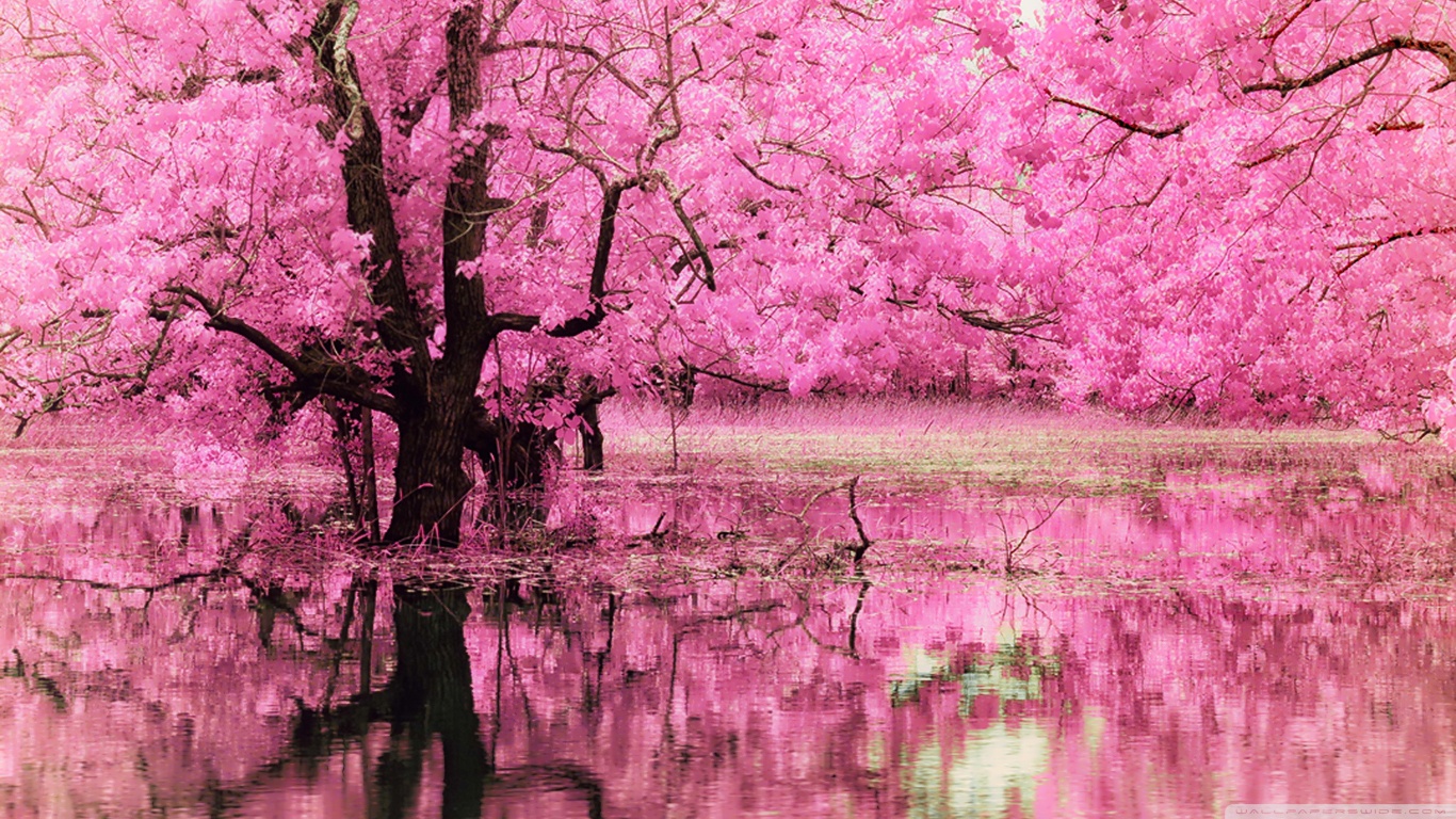 Trees Pink , HD Wallpaper & Backgrounds