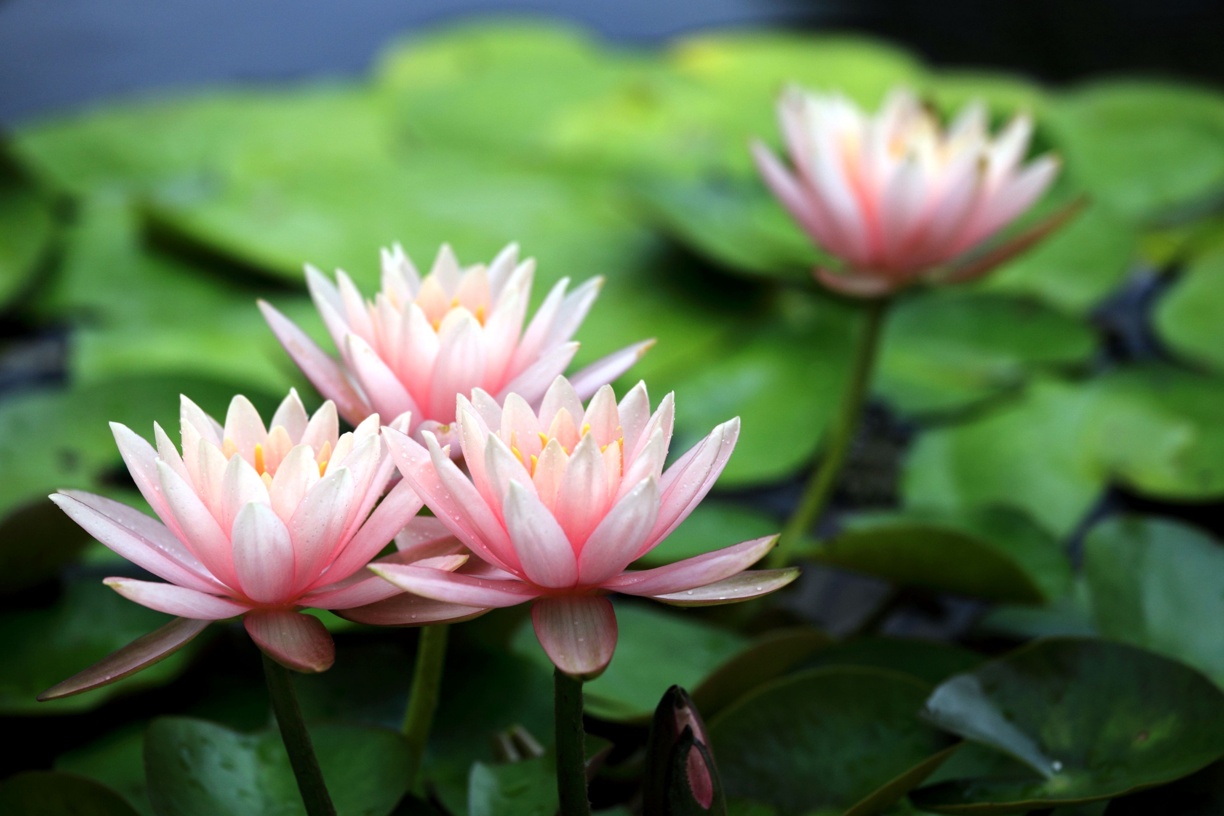 Pink Water Lily Lilies Flowers Petals Wallpaper - Pink Water Lily Flower , HD Wallpaper & Backgrounds