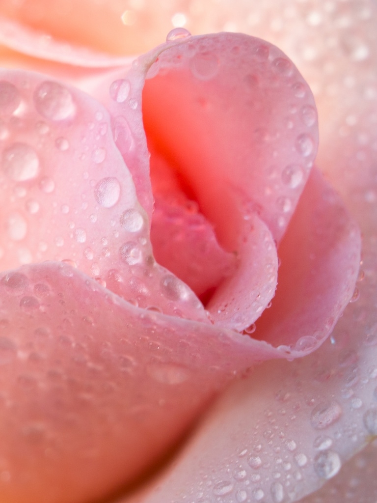 Water Drops Light Pink Rose 4k Hd Desktop Wallpaper - Wallpaper , HD Wallpaper & Backgrounds