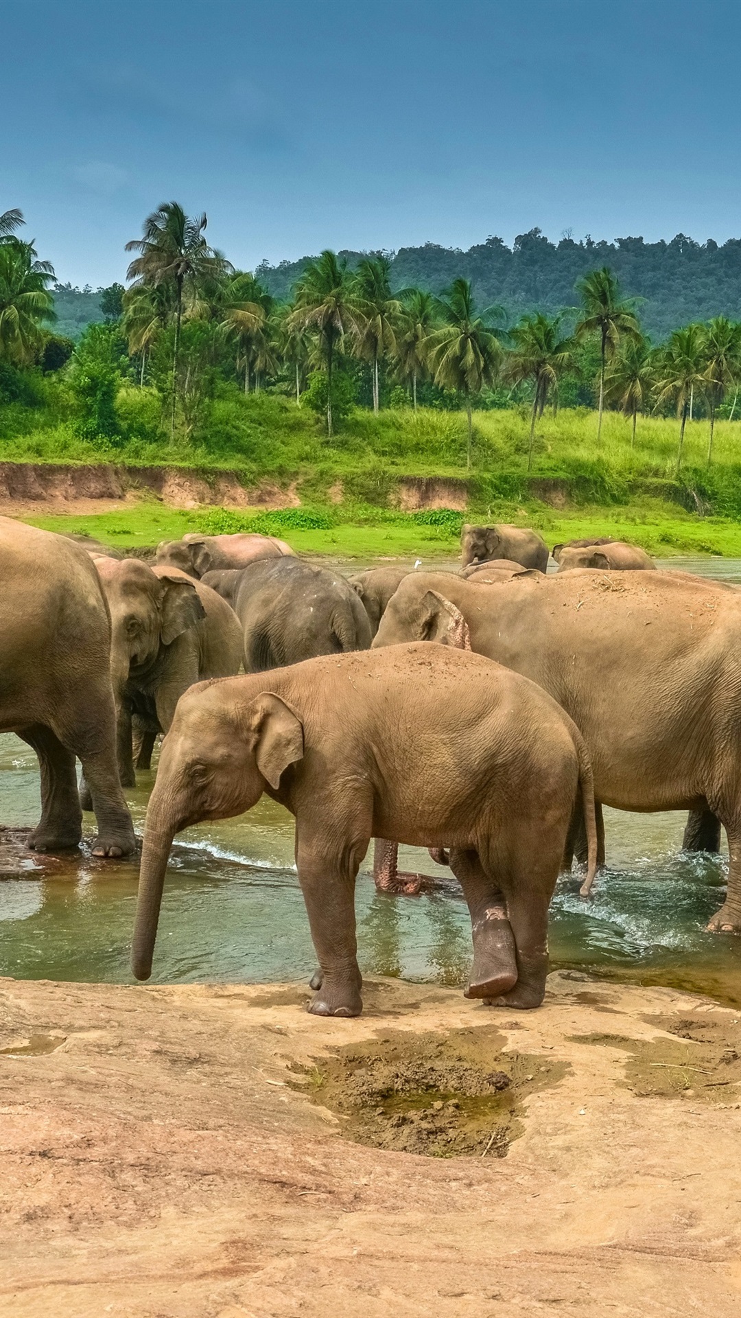 Iphone Wallpaper Many Elephants Drink Water, River, - Elephants Pictures Download , HD Wallpaper & Backgrounds
