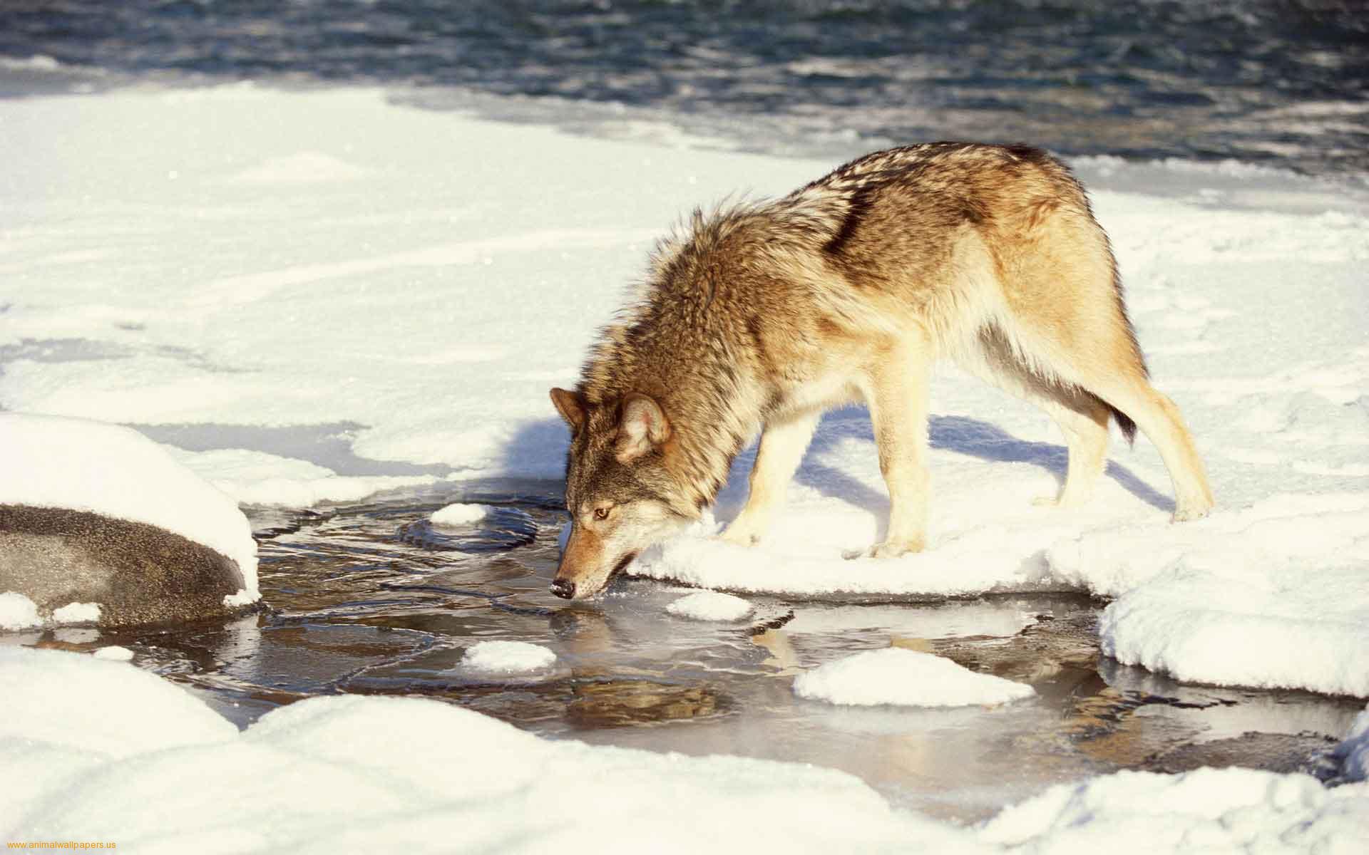 Drinking Wolf , HD Wallpaper & Backgrounds