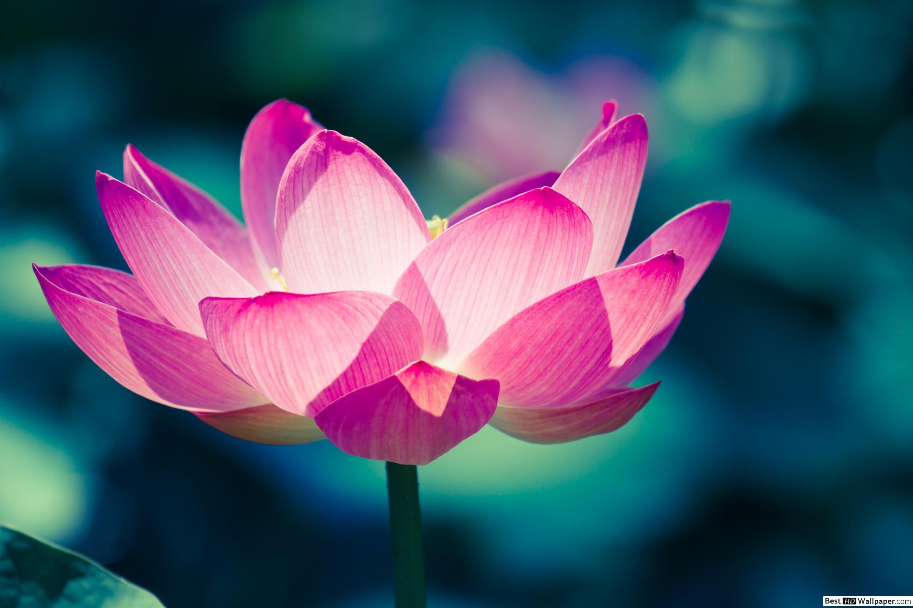 Lotus Flower , HD Wallpaper & Backgrounds