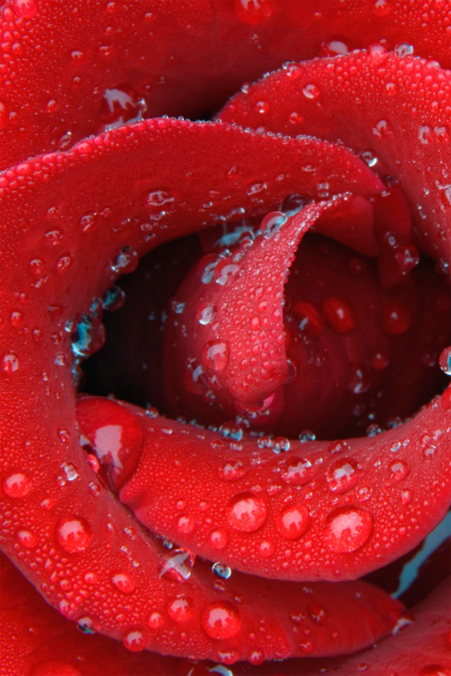 Rose Hd Wallpapers For Mobile - Hd Water Drops Wallpapers For Mobile , HD Wallpaper & Backgrounds