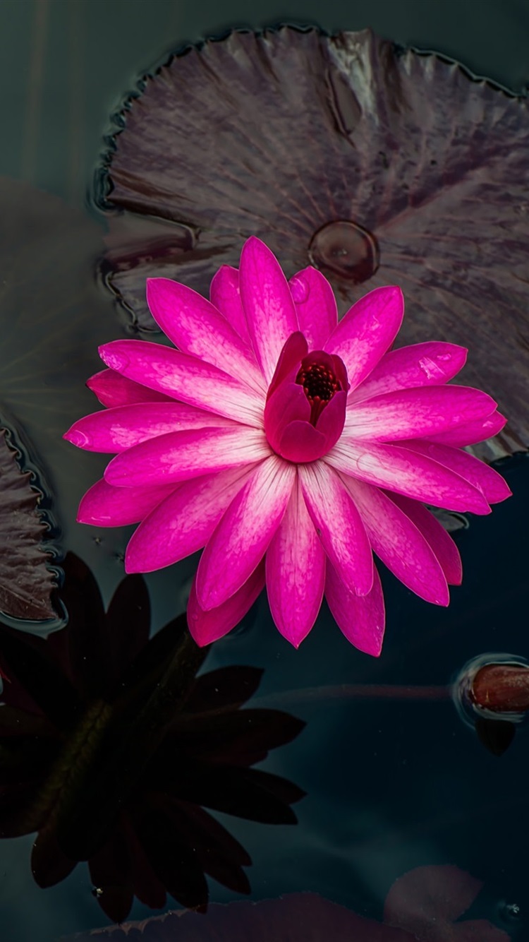 White Water-lily , HD Wallpaper & Backgrounds
