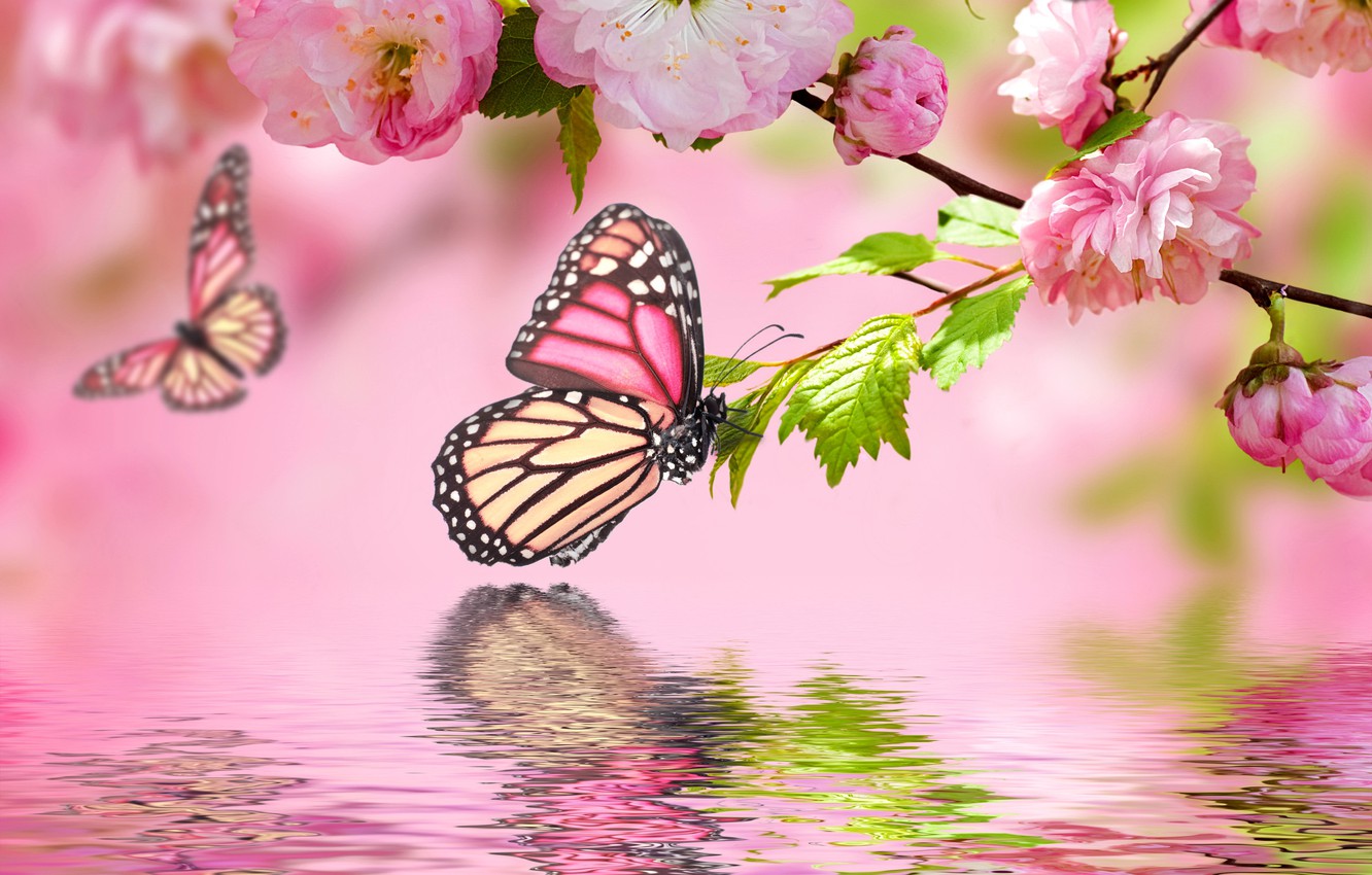 Photo Wallpaper Water, Butterfly, Reflection, Pink, - Pink Spring Wallpaper Flowers , HD Wallpaper & Backgrounds