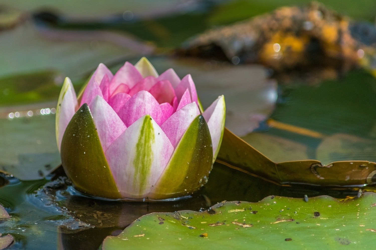 Photo Wallpaper Xl Water Lily In Pink , HD Wallpaper & Backgrounds