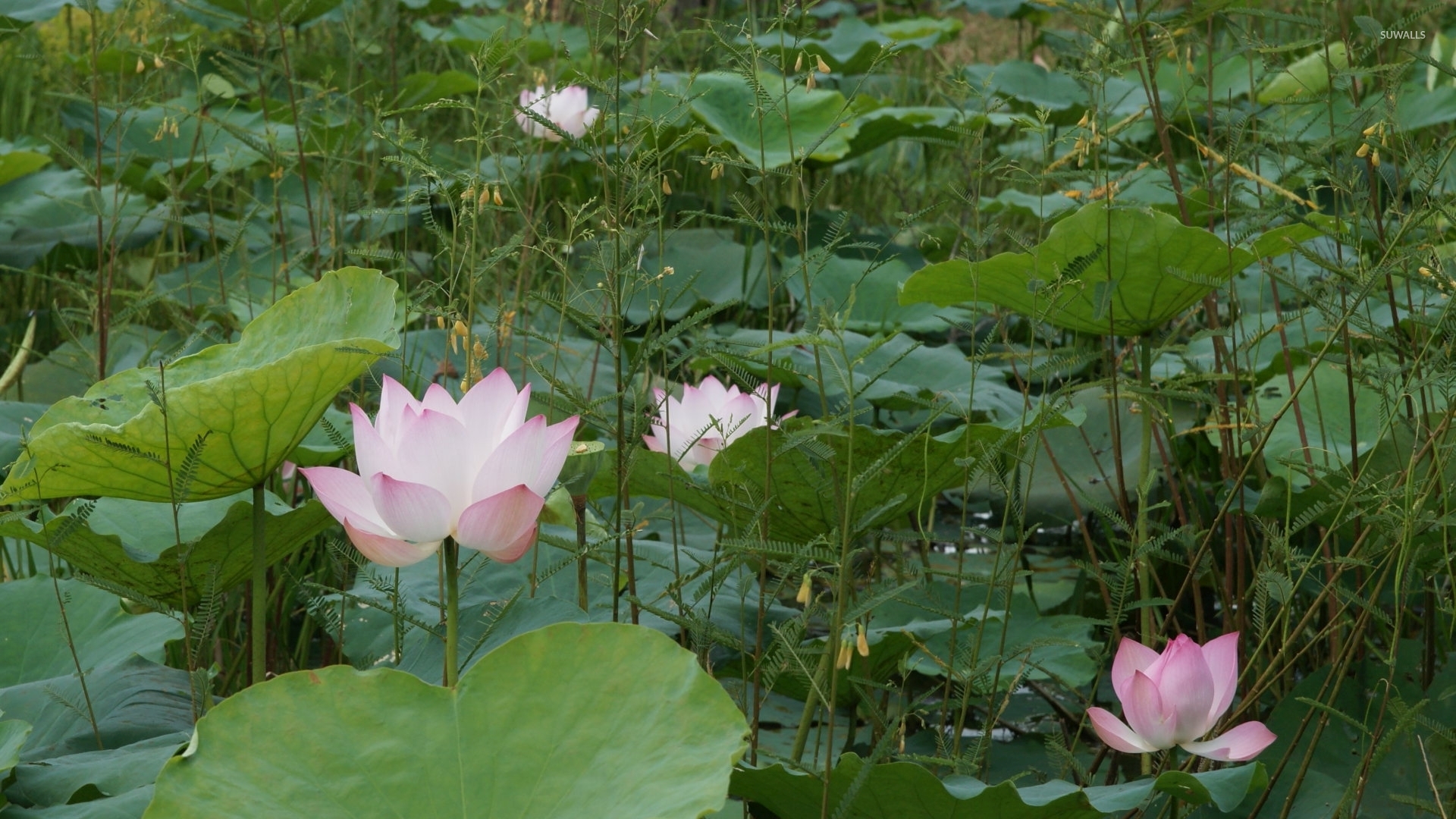 Sacred Lotus , HD Wallpaper & Backgrounds