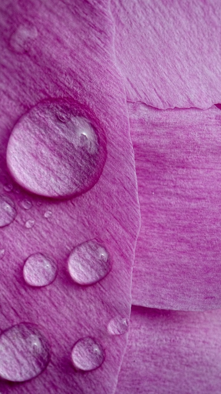 Iphone Wallpaper Pink Peony Petals, Water Droplets - Pink Drops Wallpaper For Iphone , HD Wallpaper & Backgrounds