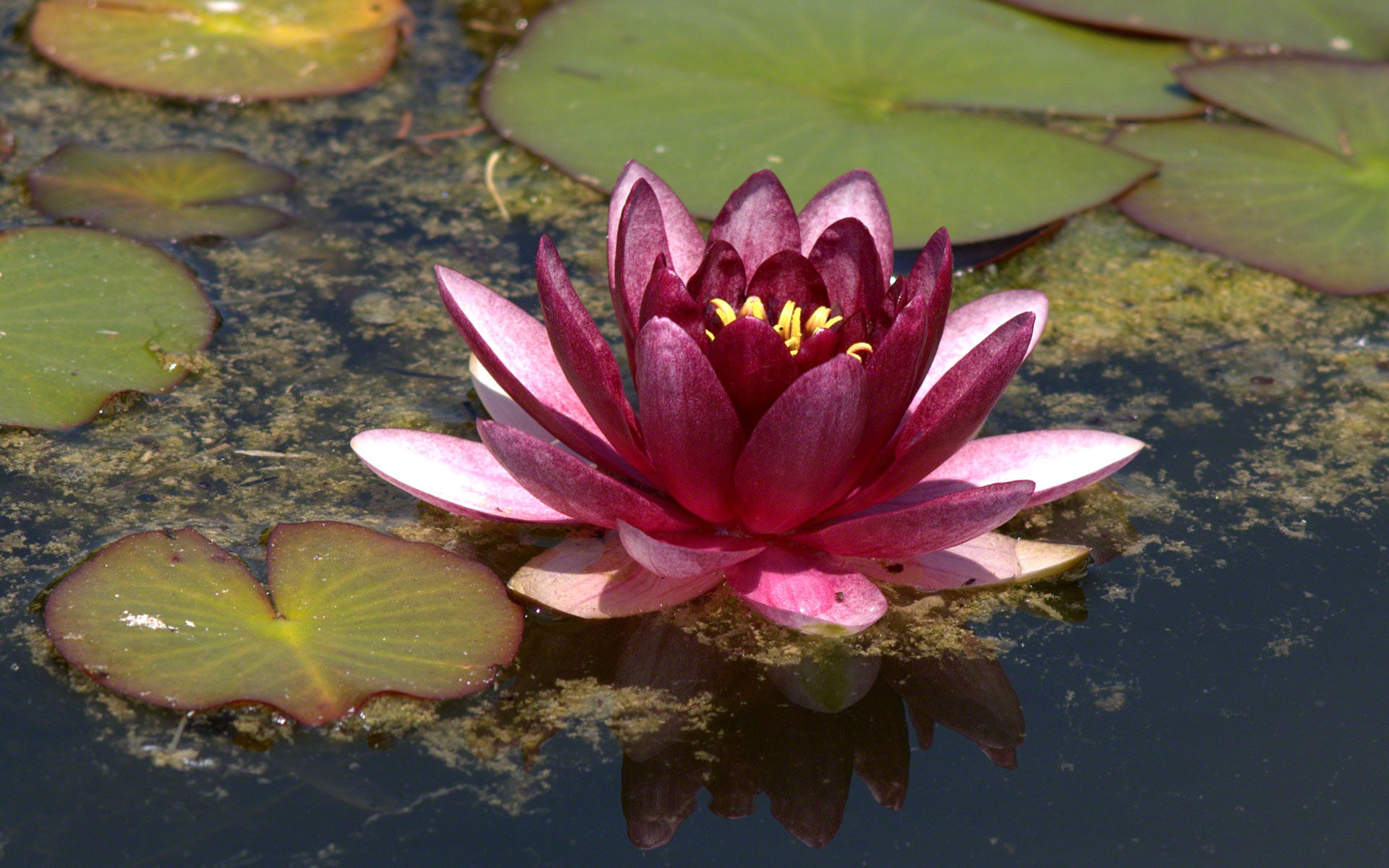 Dark Pink Water Lily - Dark Red Water Lily , HD Wallpaper & Backgrounds