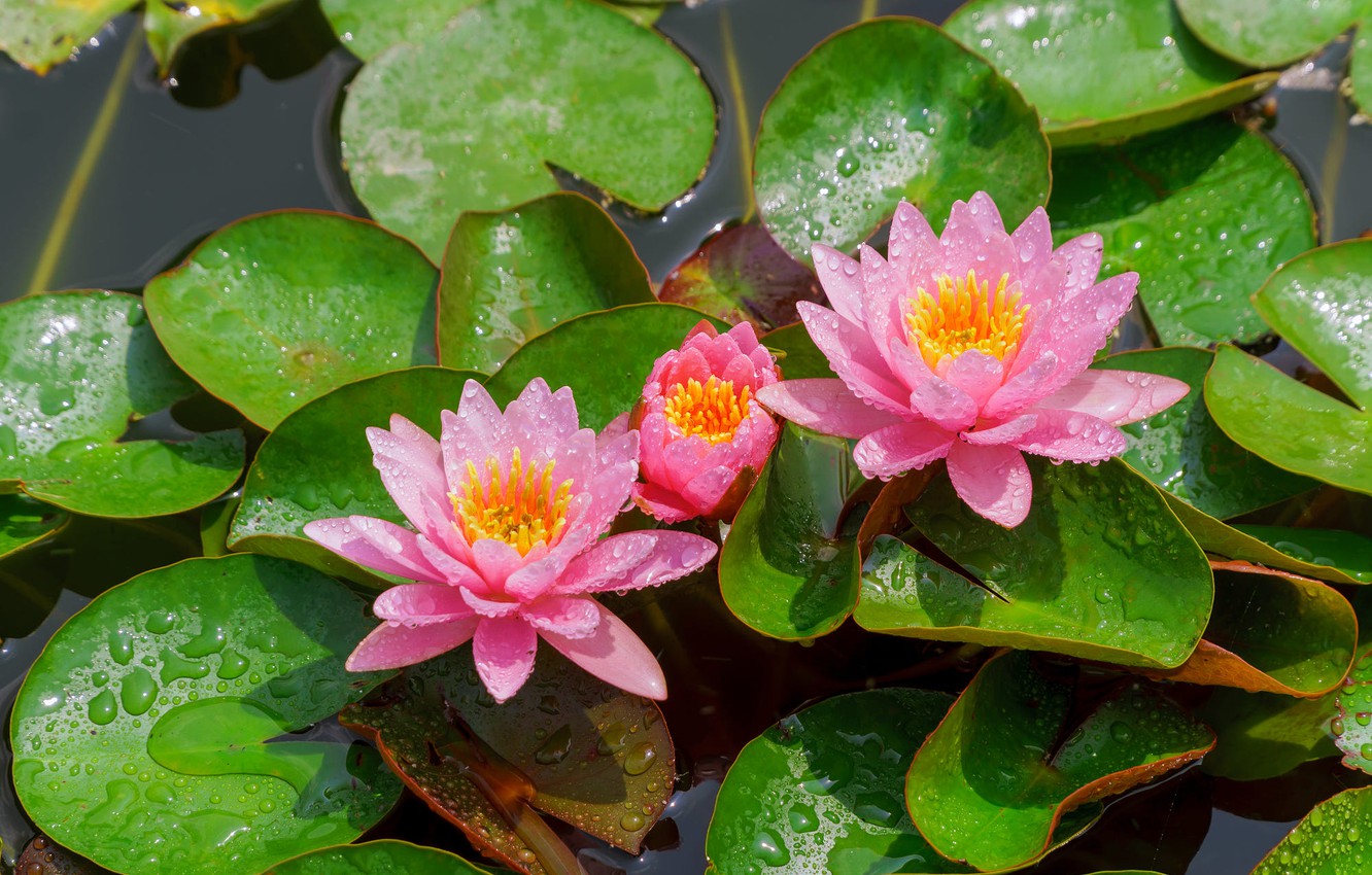 Photo Wallpaper Leaves, Drops, Light, Flowers, Lake, - Pink Lotus Flowers , HD Wallpaper & Backgrounds