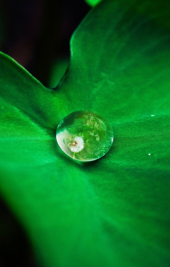 Above The Water Drop On The Leaf Mobile Wallpaper - Wallpaper , HD Wallpaper & Backgrounds