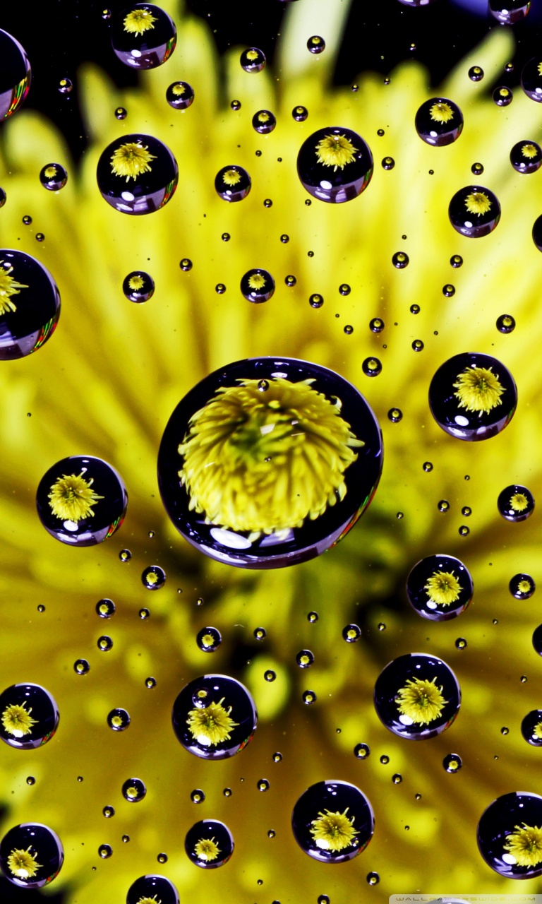 Water Drop Wallpaper For Mobile - Water Drops On Flowers Hd , HD Wallpaper & Backgrounds
