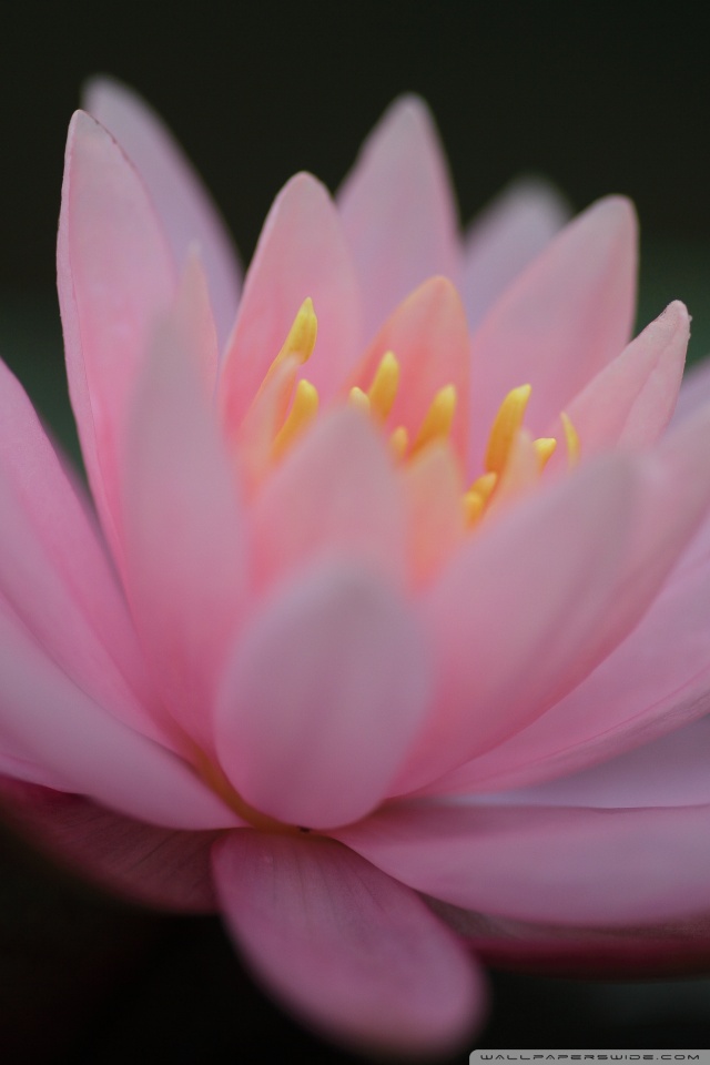 Water Lily Pink Wallpaper Iphone , HD Wallpaper & Backgrounds