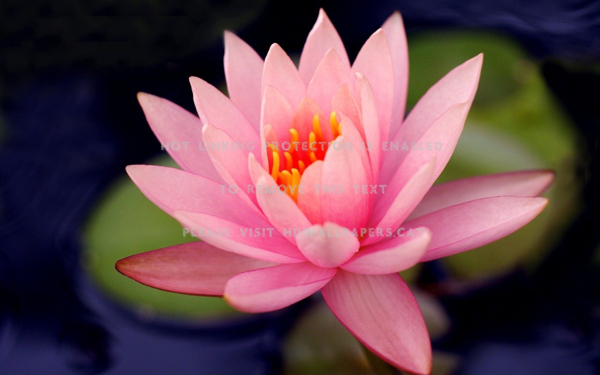 Pink Water Lily Photography Nature Flowers - Flower , HD Wallpaper & Backgrounds