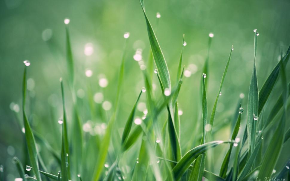 Grass Water Drop Macro Hd Wallpaper,nature Hd Wallpaper,macro - Fond D Écran Herbe Verte , HD Wallpaper & Backgrounds