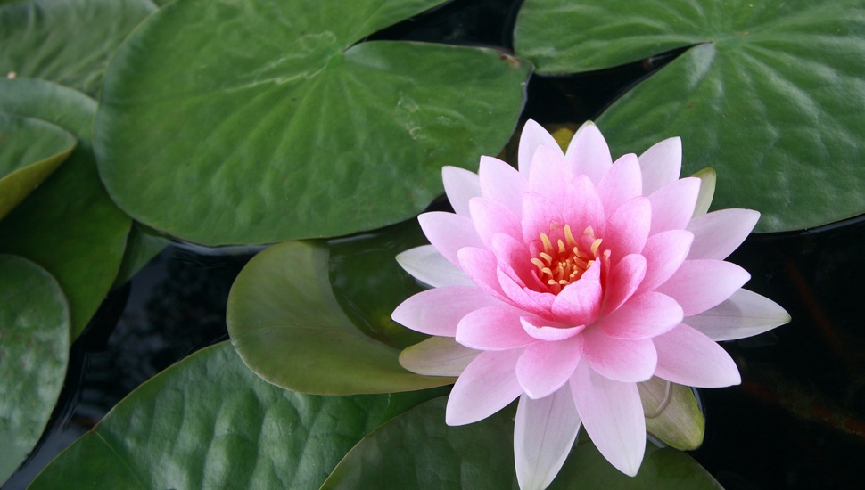 Lotus, Pink, Lily, Flower, Leaves, Water Lily Desktop - High Resolution Lotus Flower , HD Wallpaper & Backgrounds