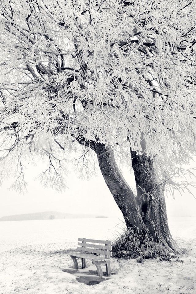 Wonderful Tree In Winter Scenery Iphone 4 Wallpapers - Hd Wallpapers Tree Scenes , HD Wallpaper & Backgrounds