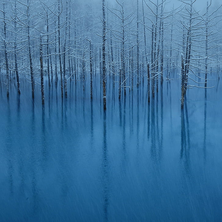 Trees With Snow On Icy Field, Nature, Patterns, Hi - Macbook Blue Pond , HD Wallpaper & Backgrounds