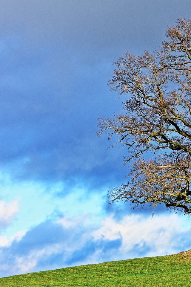 Tree, Nature, Landscape, Seasons, Clouds, Sunlight, - Landscape , HD Wallpaper & Backgrounds