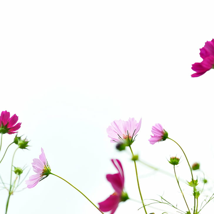 Pink Flowers Under The White Skies, Ipad, Sample, Nature, - Morning Prayers In Arabic , HD Wallpaper & Backgrounds