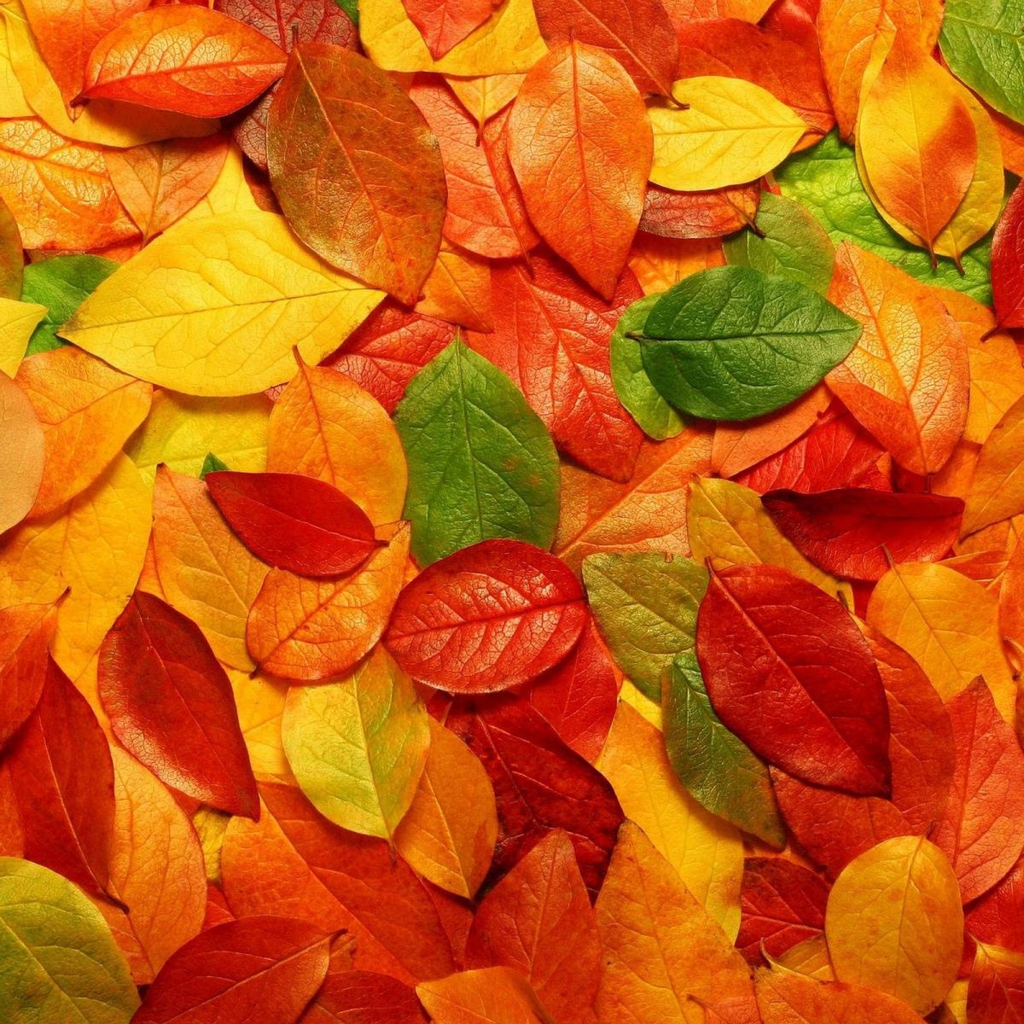 Ipad Wallpaper Autumn , HD Wallpaper & Backgrounds