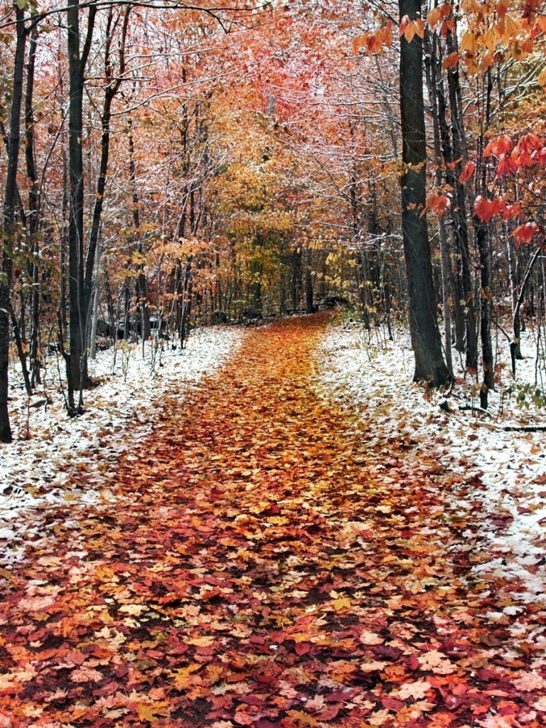 Autumn Path Trees & Snow - Late Autumn Early Winter , HD Wallpaper & Backgrounds