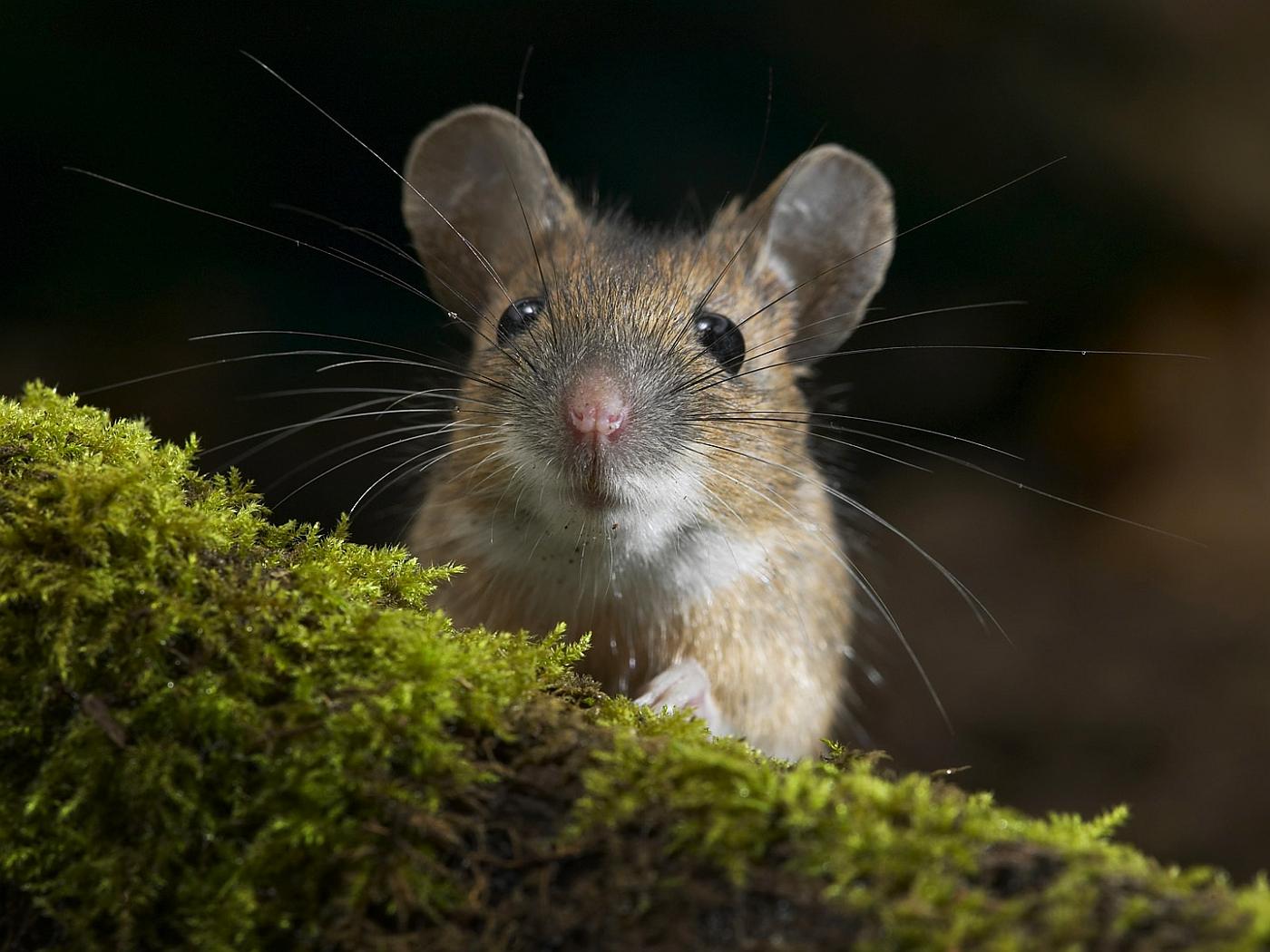 Cute Mouse Wallpaper 54164 Hd Wallpapers [wallpapersinhqcom] - Cute Mouse Hd , HD Wallpaper & Backgrounds