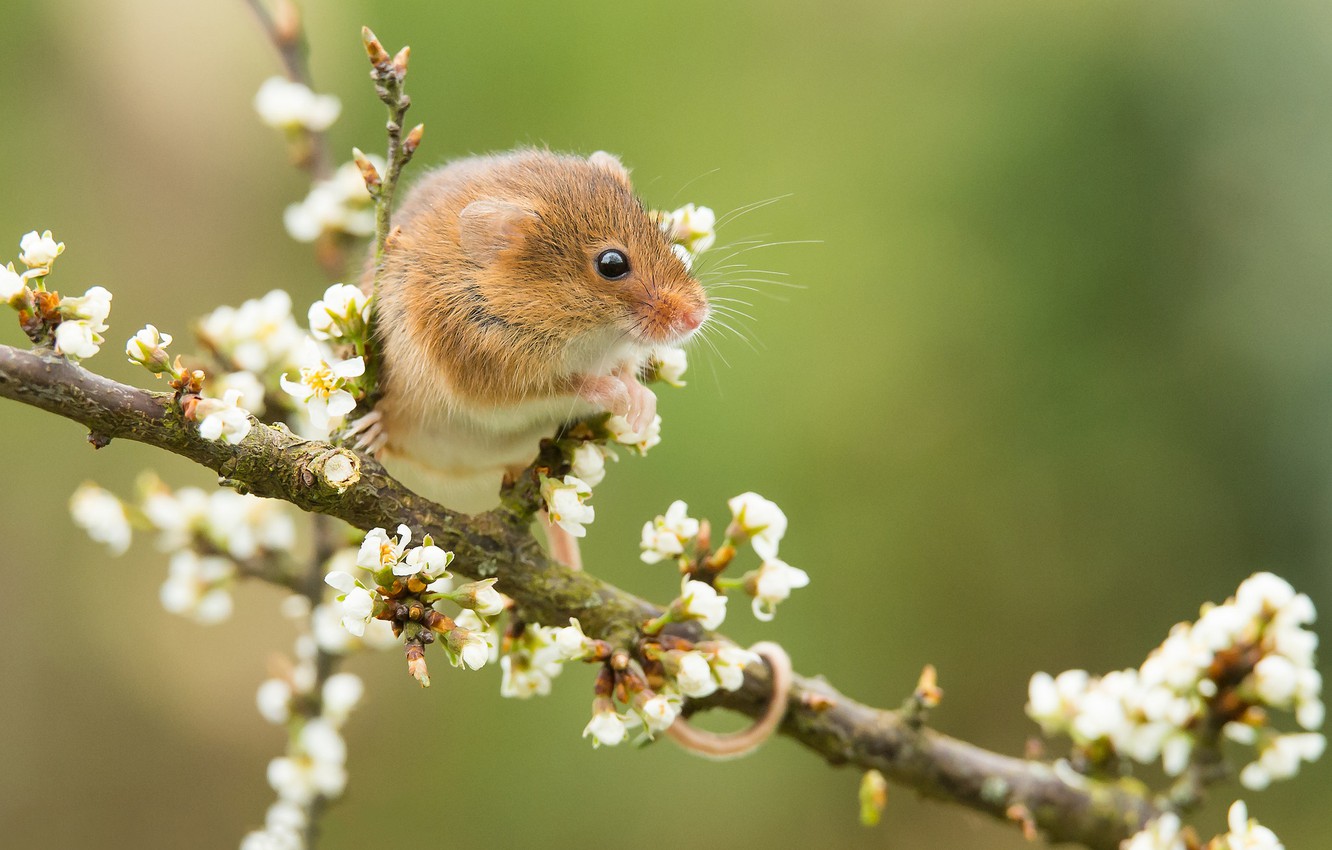 Photo Wallpaper Branch, Mouse, Flowering, Bokeh, Rodent, - Dormouse , HD Wallpaper & Backgrounds