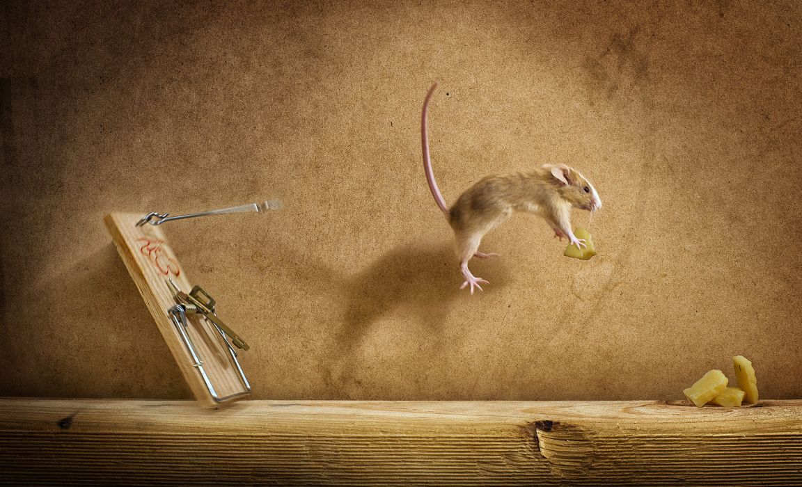 Mousetrap Mish Flight Cheese Mouse Wallpaper - Mouse Trap , HD Wallpaper & Backgrounds
